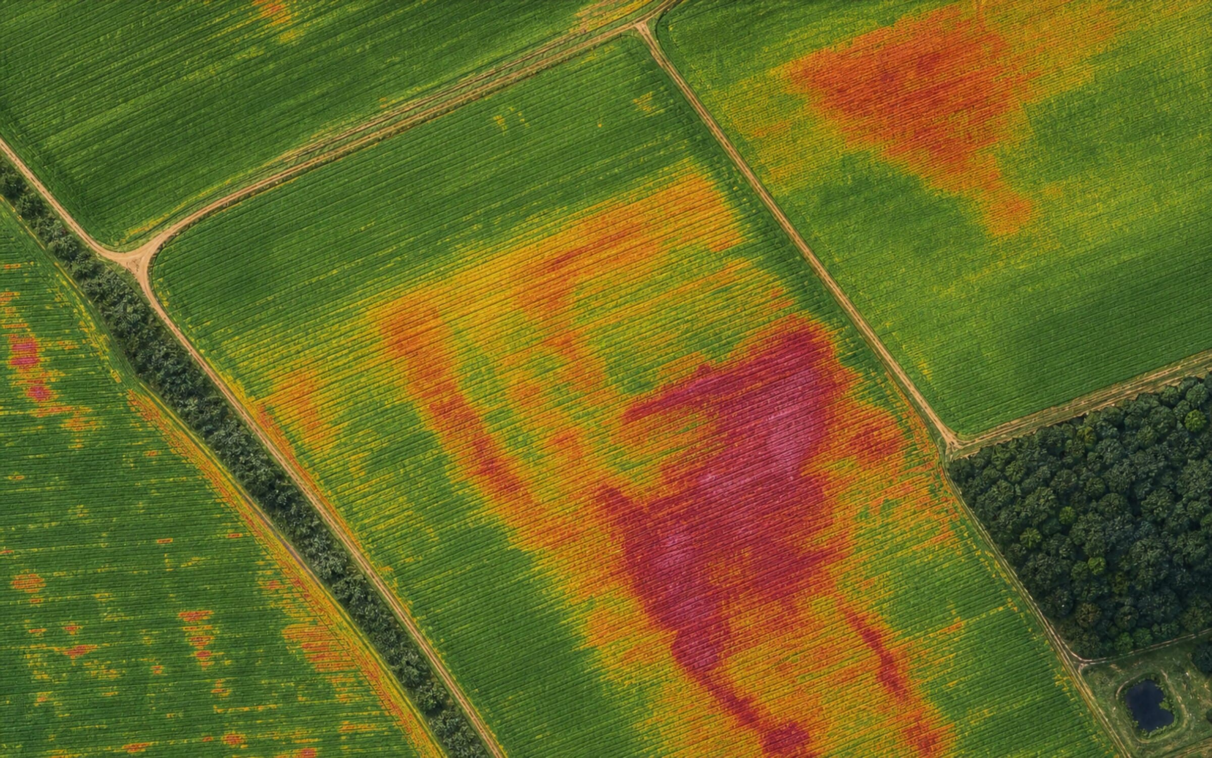 A Sentera precision-agriculture drone overflying a working field, showing the weekly imagery cadence behind the multi-season partnership.