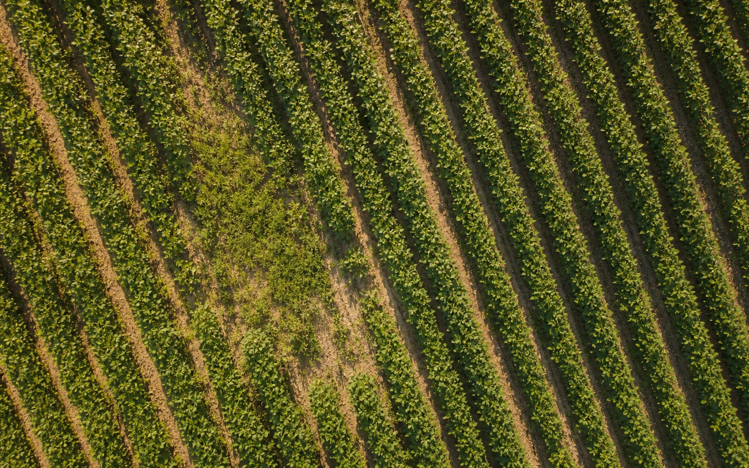 Aerial view of a soybean canopy with a visible weed pressure patch, showing the imagery scale and detail behind Taranis' 460-species annotation taxonomy.